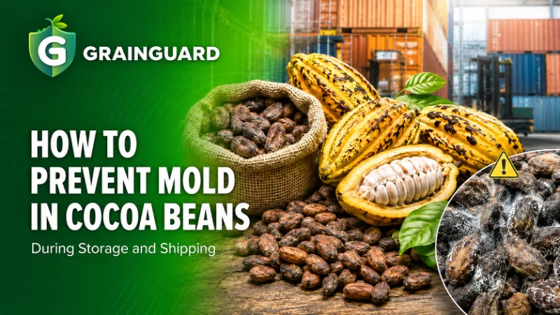 How to Prevent Mold in Cocoa Beans During Storage and Shipping?